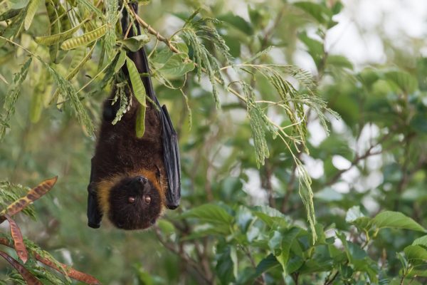 オヒキコウモリの生態・特徴 日本にすむコウモリたち
