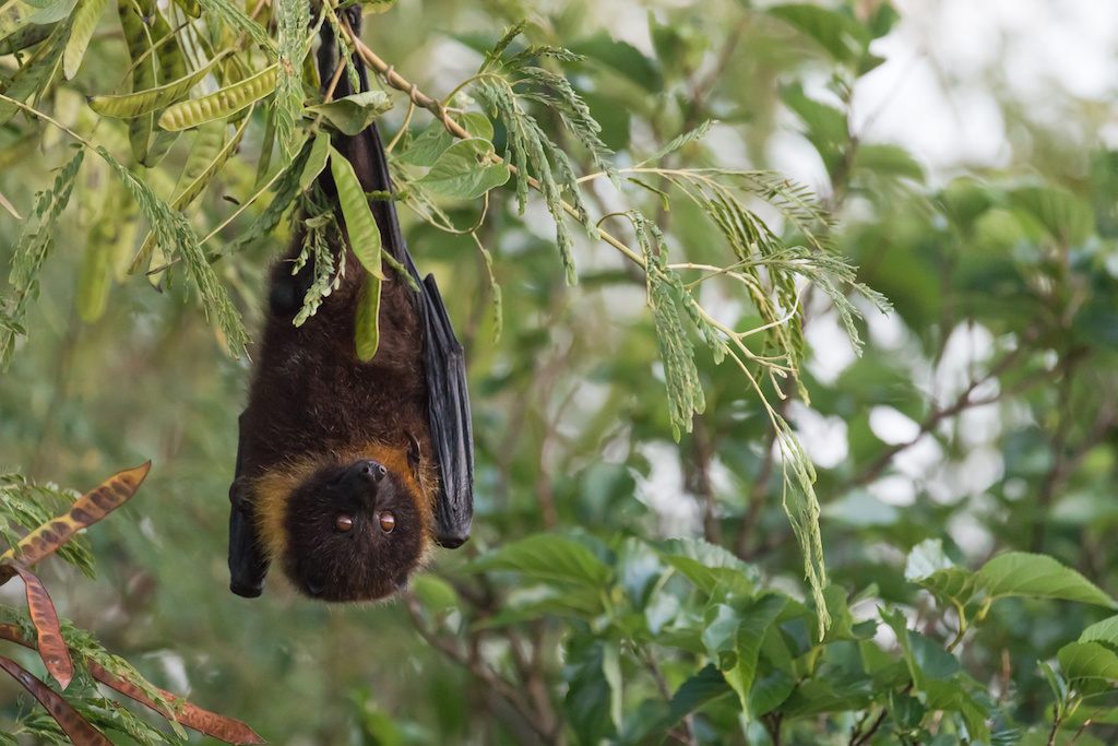 オオコウモリの生態と特徴 日本にすむコウモリたち
